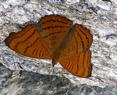 Pseudergolis wedah