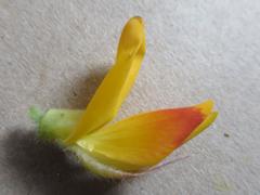 Liparia splendens comantha