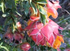 Liparia splendens comantha