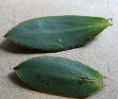 Liparia splendens comantha