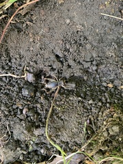 Velarifictorus micado