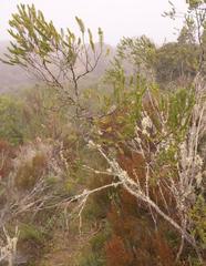 Passerina falcifolia