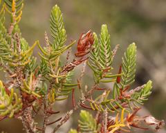Passerina falcifolia