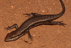 Trachylepis damarana