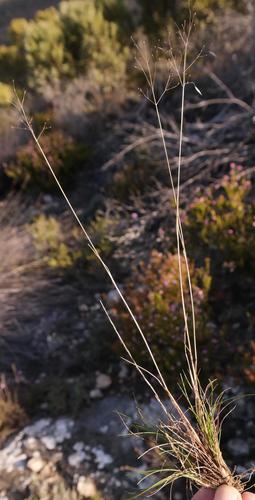 Pentameris calcicola