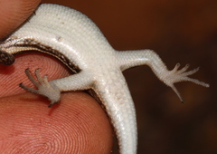 Trachylepis damarana