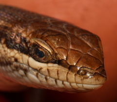 Trachylepis damarana