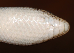 Trachylepis damarana