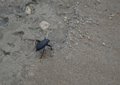Blaps lusitanica