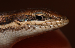 Trachylepis damarana