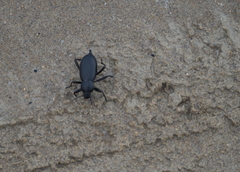 Blaps lusitanica