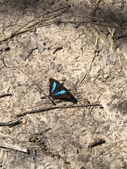 Doxocopa laurentia laurentia