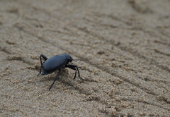 Blaps lusitanica