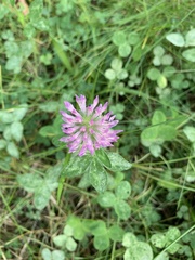 Trifolium pratense