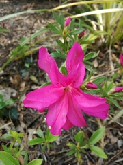 Rhododendron indicum