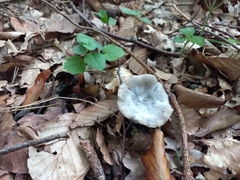 Russula aeruginea
