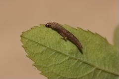 Coleophora spiraeella