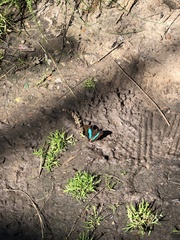 Doxocopa laurentia laurentia