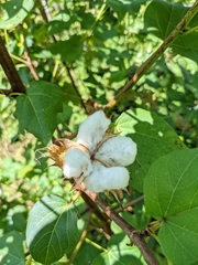 Gossypium arboreum