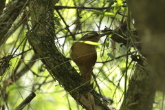Anabacerthia lichtensteini