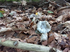 Russula aeruginea