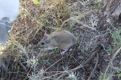 Peromyscus melanophrys