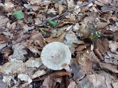 Russula aeruginea