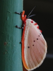 Trosia nigropunctigera