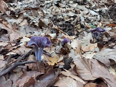 Laccaria amethystina