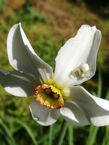 Representative image of Narcissus