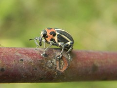 Neodiplogrammus quadrivittatus