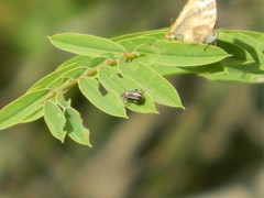 Eudiagogus episcopalis