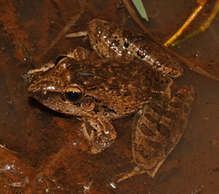 Ptychadena anchietae