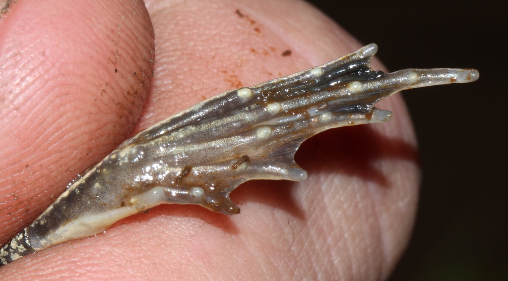 Anchieta's Ridged Frog