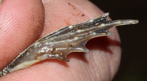 Anchieta's Ridged Frog