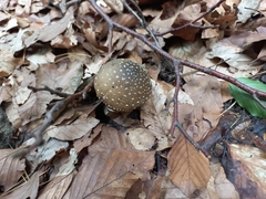 Amanita pantherina