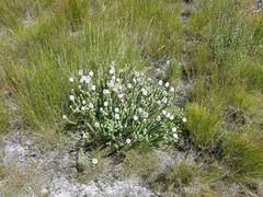 Stilbe albiflora