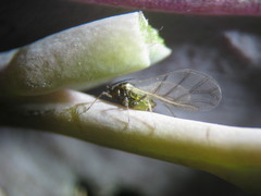 Lipaphis pseudobrassicae