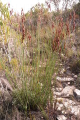 Thamnochortus fraternus