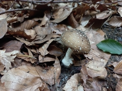 Amanita pantherina