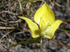 Disa tenuifolia