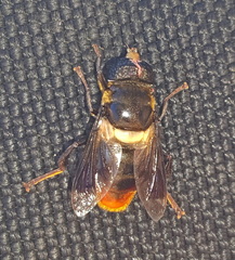 Senaspis haemorrhoa