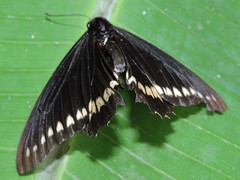 Battus polydamas polydamas