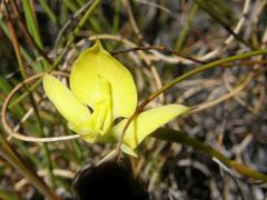 Disa tenuifolia