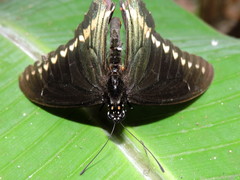 Battus polydamas polydamas