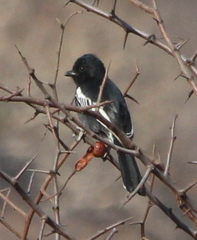 Melaniparus niger ravidus