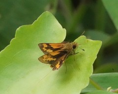 Potanthus confucius