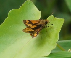 Potanthus confucius
