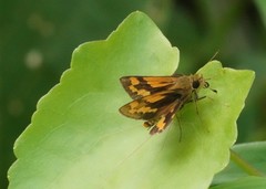 Potanthus confucius