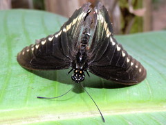 Battus polydamas polydamas